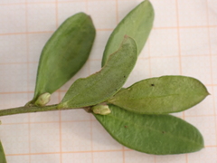 Polygaloides chamaebuxus