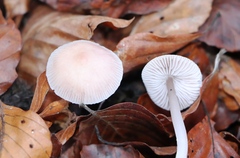 Mycena rosea