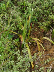 Thelymitra longifolia
