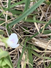 Justicia anagalloides