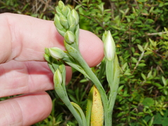 Thelymitra longifolia