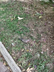 Streptopelia senegalensis