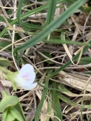 Justicia anagalloides