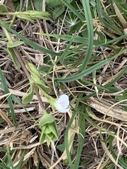 Justicia anagalloides