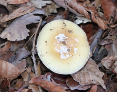 Amanita junquillea
