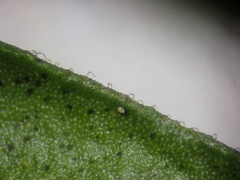 Polygaloides chamaebuxus