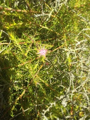 Diastella proteoides