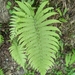 Parasitic Tri-vein Fern - Photo (c) arr_lai, some rights reserved (CC BY-NC)