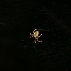 Hortophora