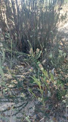 Phylica thunbergiana