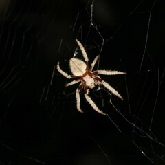 Hortophora