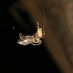 Hortophora