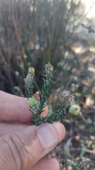 Phylica thunbergiana