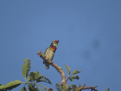 Psilopogon haemacephalus