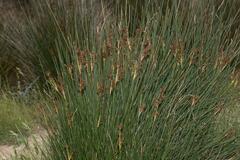 Juncus acutus
