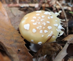 Amanita junquillea