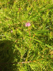 Diastella proteoides