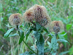 Centaurea phrygia pseudophrygia