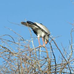 Melierax canorus argentior