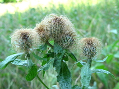 Centaurea phrygia pseudophrygia