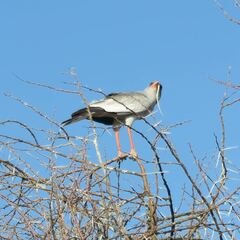 Melierax canorus argentior