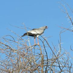 Melierax canorus argentior