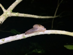 Stanisicarion freycineti