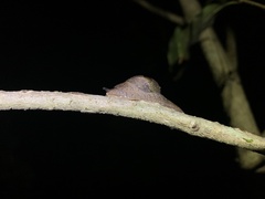 Stanisicarion freycineti