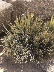 Kleinia longiflora