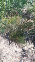 Staberoha distachyos