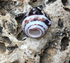 Conus chaldaeus