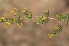 Galium capense