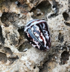 Conus chaldaeus