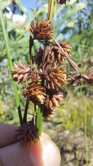 Staberoha distachyos