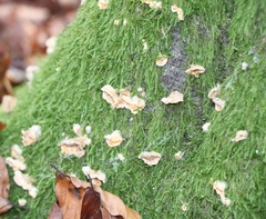 Merulius tremellosus
