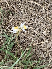 Chlorophytum cooperi