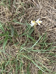 Chlorophytum cooperi