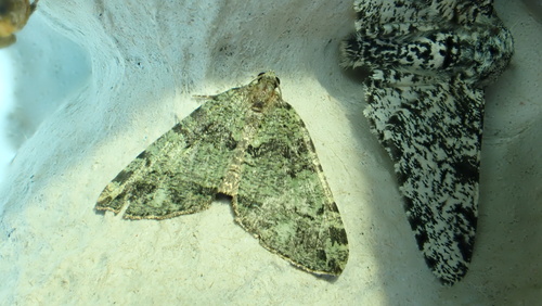 July Highflyer Moth