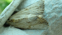 Apamea lithoxylaea