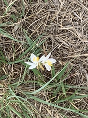Chlorophytum cooperi