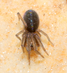 Phyxelididae