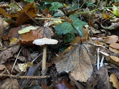 Collybiopsis peronata