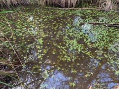 Ranunculus amphitrichus