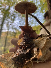 Collybiopsis peronata