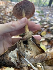 Collybiopsis peronata