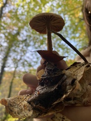 Collybiopsis peronata