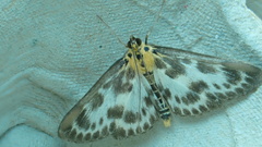 Anania hortulata