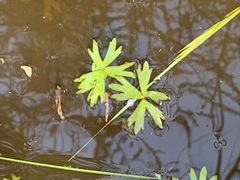 Ranunculus amphitrichus
