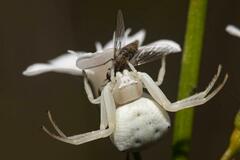 Thomisus citrinellus