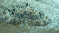 Eupithecia linariata